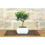 3 - Bonsai di Olivo in vaso quadro bianco