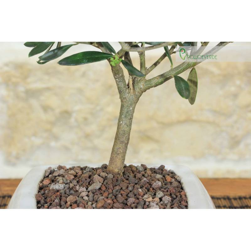 Olive Bonsai-Baum in weiem quadratischen Topf | 23,00  | Pollice Verde