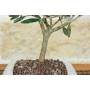 4 - Olive Bonsai-Baum in weißem quadratischen Topf