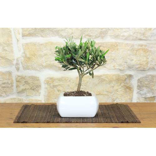 Bonsai di Olivo in vaso quadro bianco
