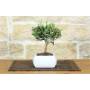 Olive Bonsai-Baum in weißem quadratischen Topf