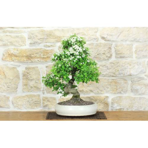 Weißdorn-Bonsai (33)