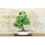 Hawthorn Bonsai (33)