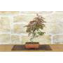 1 - Bonsai di Acero Palmato Deshojo (83)