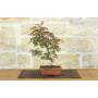 3 - Bonsai di Acero Palmato Deshojo (83)