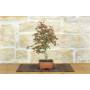 4 - Bonsai di Acero Palmato Deshojo (83)