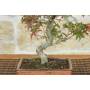 5 - Bonsai di Acero Palmato Deshojo (83)
