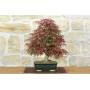 1 - Bonsai di Acero Palmato Deshojo (84)