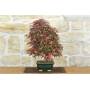 2 - Bonsai di Acero Palmato Deshojo (84)