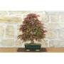 3 - Bonsai di Acero Palmato Deshojo (84)