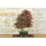 4 - Bonsai di Acero Palmato Deshojo (84)