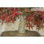5 - Bonsai di Acero Palmato Deshojo (84)
