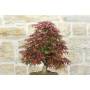 6 - Bonsai di Acero Palmato Deshojo (84)
