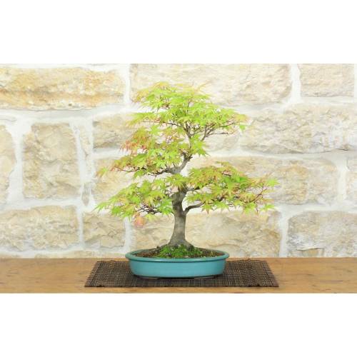 1 - Bonsai di Acero Palmato Yamamomiji (15)