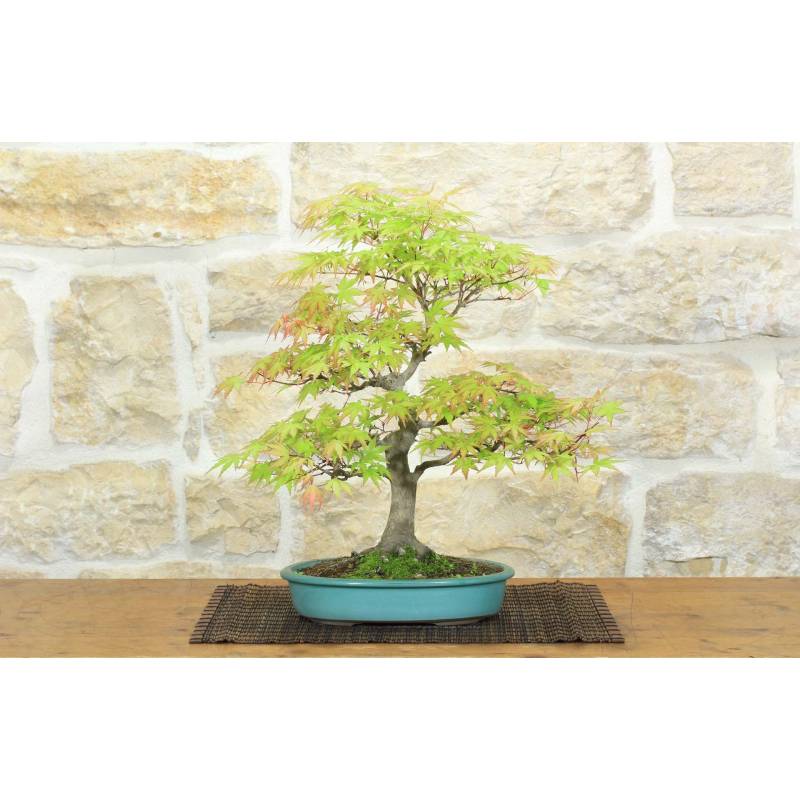 bonsai zelkova pflege Bonsaiwonder