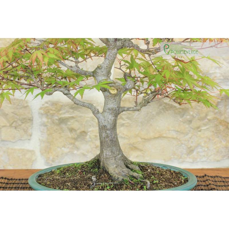 Yamamomiji Palmate Maple Bonsai (15) | 625.00 | Pollice Verde