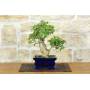 1 - Bonsai di Bougainvillea Spectabilis (134)
