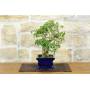2 - Bonsai di Bougainvillea Spectabilis (134)