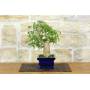 4 - Bonsai di Bougainvillea Spectabilis (134)