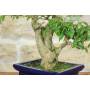 6 - Bonsai di Bougainvillea Spectabilis (134)