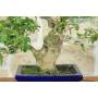 7 - Bonsai di Bougainvillea Spectabilis (134)