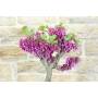 6 - Bonsai di Cercis - Albero di Giuda (78)