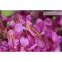 8 - Bonsai di Cercis - Albero di Giuda (78)