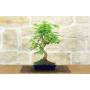 1 - Bonsai di Gelso (70)
