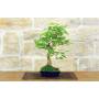 4 - Bonsai di Gelso (70)