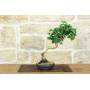 1 - Bonsai di Ginkgo Biloba (15)