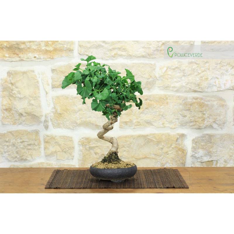 Ginkgo Biloba Bonsai (15) | 165,00  | Pollice Verde