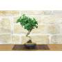 2 - Bonsai di Ginkgo Biloba (15)
