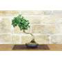 3 - Bonsai di Ginkgo Biloba (15)