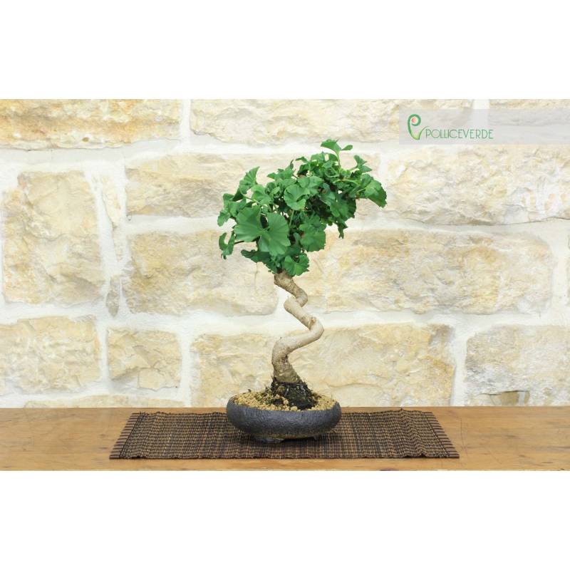 njoy efeutute Epipremnum N-Joy Gold Topf  12 / Hhe ca. 20 cm