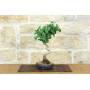 4 - Bonsai di Ginkgo Biloba (15)