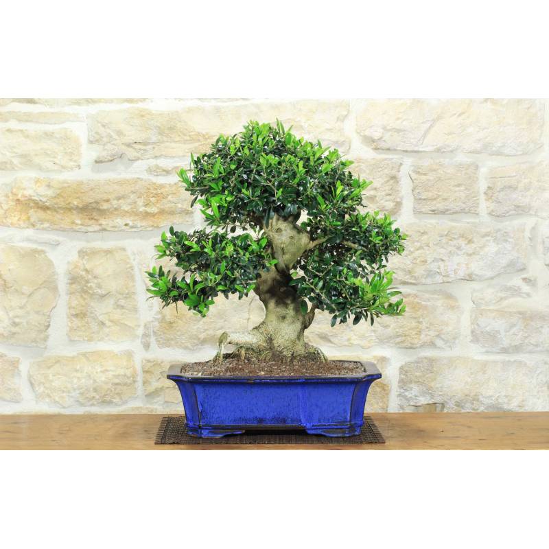 asia bistro bonsai Chinese Banyan Bonsai Tree main image 0