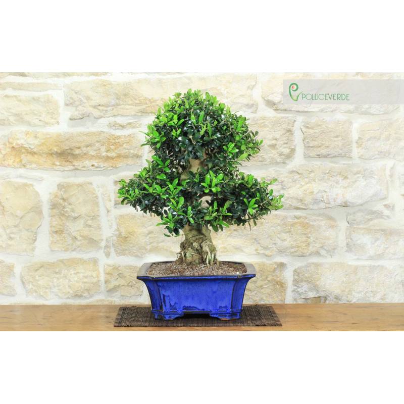 Bonsai di Olivo (188) | 670,00  | Pollice Verde