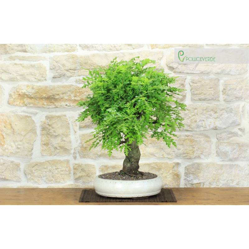 Flaumeichen-Bonsai (58) | 350,00  | Pollice Verde