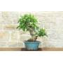 1 - Bonsai di Fico (89)