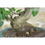 6 - Bonsai di Fico (89)
