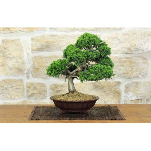 1 - Bonsai di Ginepro Itoigawa (134)