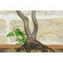 5 - Bonsai di Melo da fiore (146)