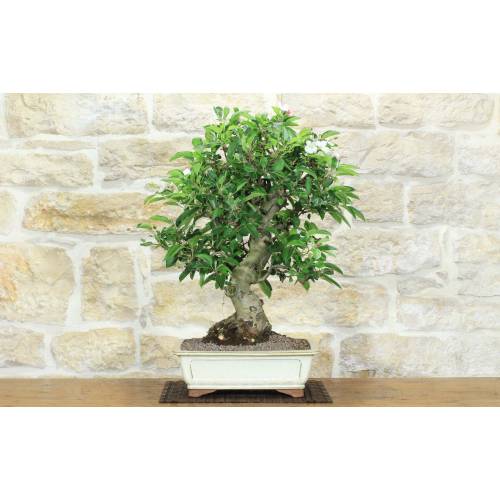 1 - Bonsai di Melo da fiore (147)