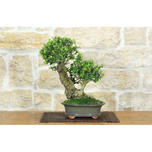 1 - Bonsai di Olivastro (291)