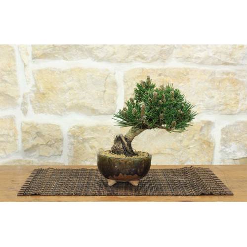 1 - Bonsai di Pino Nero Thunbergii Senjyumaru (6)