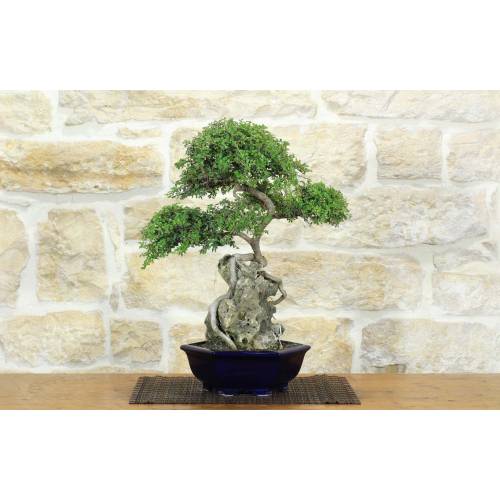 1 - Bonsai di Zelkova Parvifolia su roccia (10).
