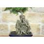 6 - Bonsai di Zelkova Parvifolia su roccia (10).