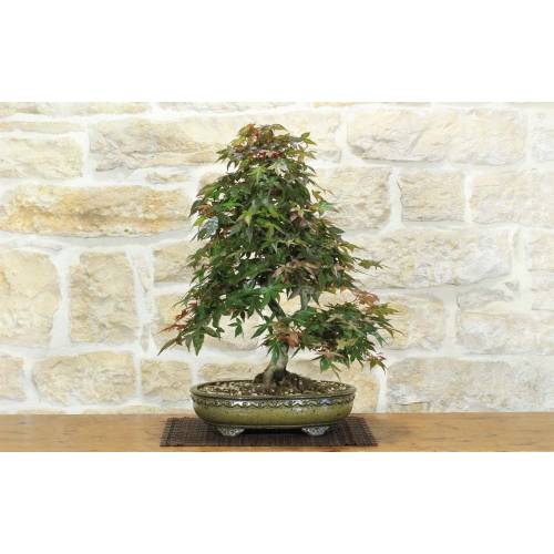 Deshojo Palmate-Ahorn-Bonsai (85)