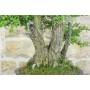 7 - Hawthorn Grove (24)