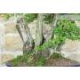8 - Hawthorn Grove (24)
